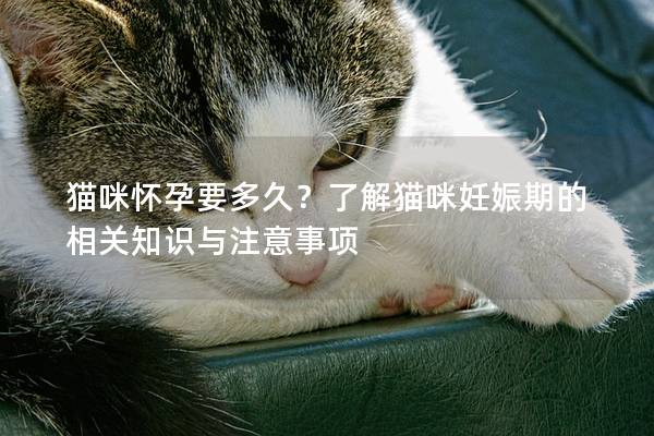 貓咪懷孕要多久？了解貓咪妊娠期的相關知識與注意事項